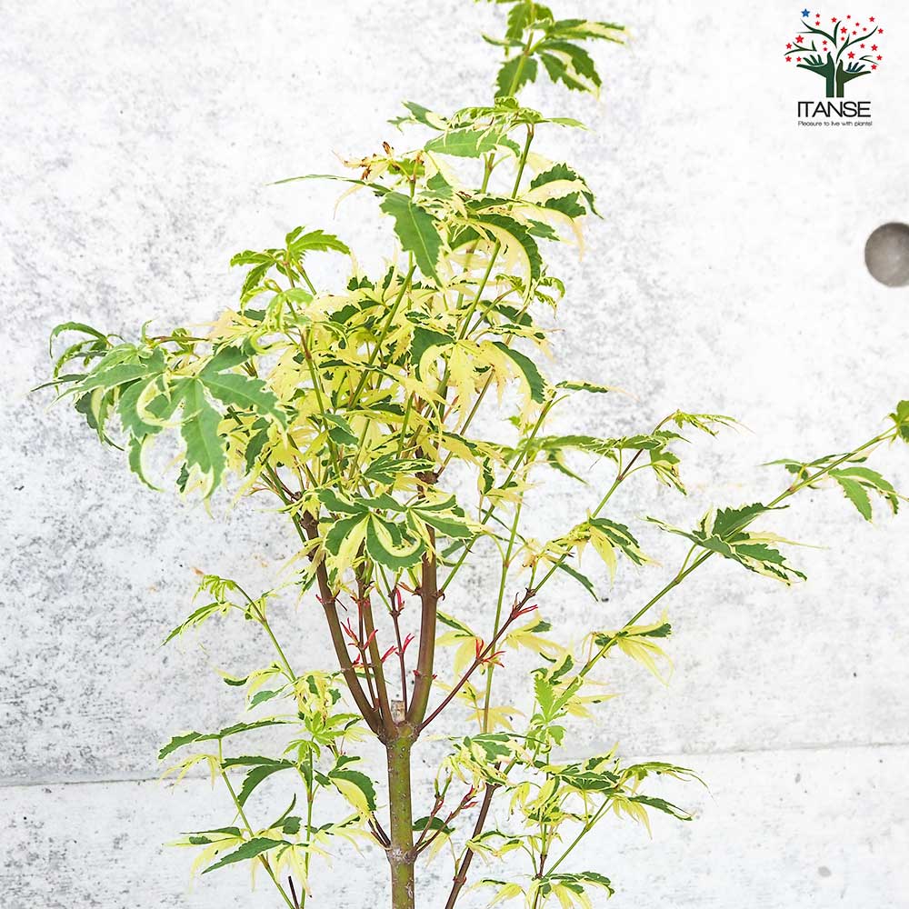 希少。斑入りモミジ 胡蝶の舞2.0M(鉢底から) 希少。斑入りモミジ 胡蝶の舞2.0M(鉢底から) 希少。斑入りモミジ