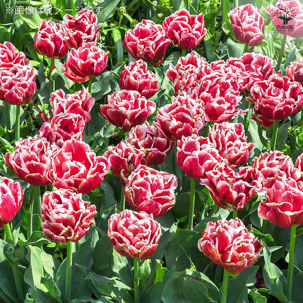 球根 八重咲きチューリップ レッツダンス 【花苗 3球／1個売り