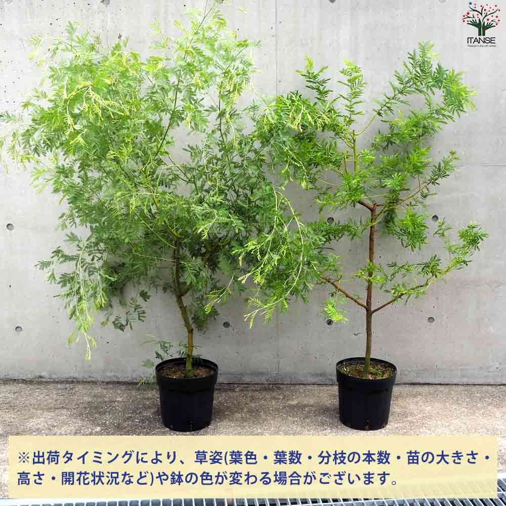 アカシア デアネイ 【庭木 8号鉢／1個売り】｜ 【植物のITANSE