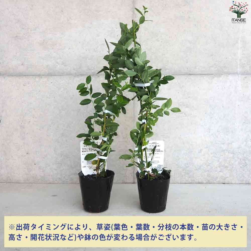 ブルーベリー ブルーリッジ 39 苗木 6号鉢 ブルーリッジ サザン