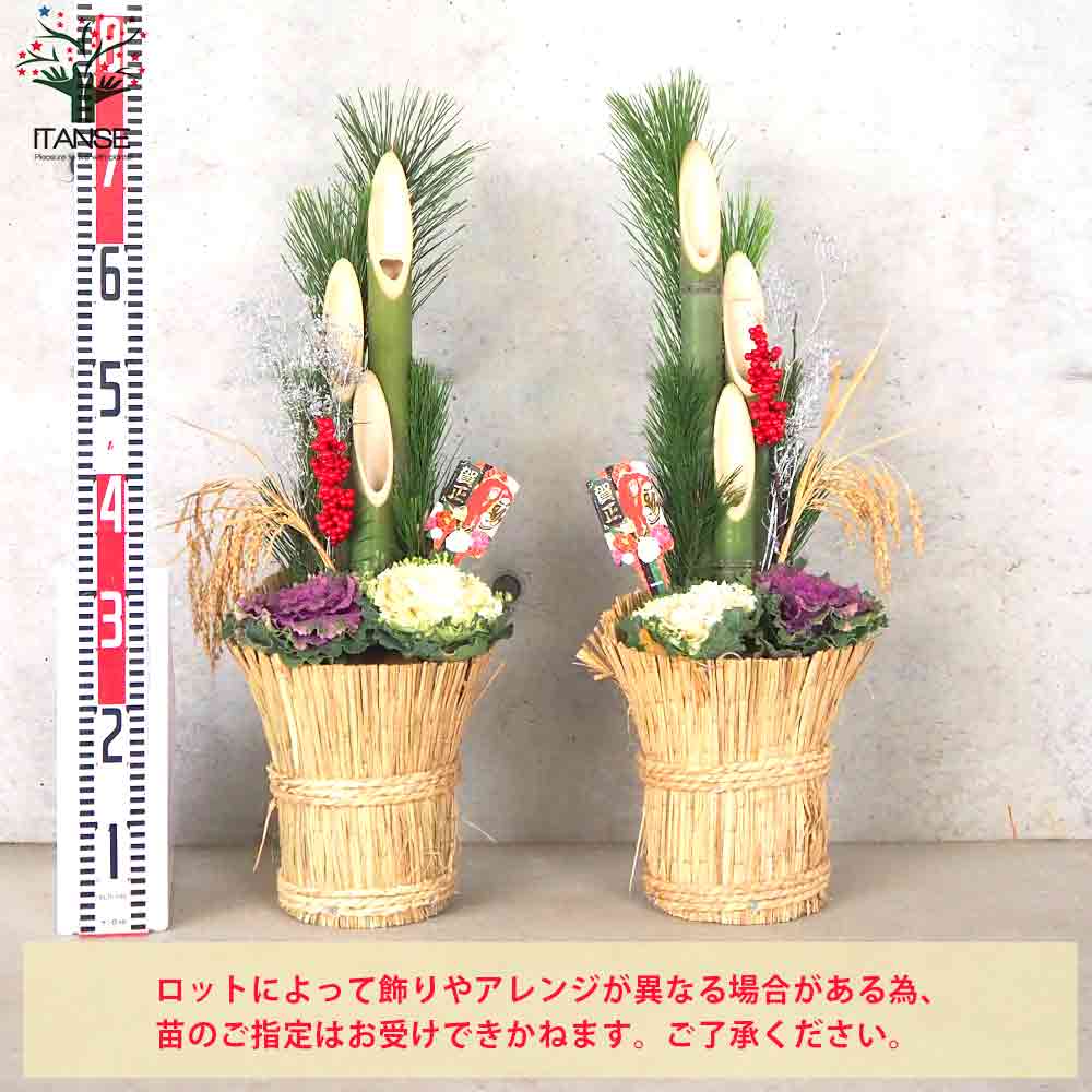 12月25日入荷 お正月飾り 門松(かどまつ) こも巻【正月飾り （サイズイメージ：高さ約60～70cm×幅約27～37cm×奥行約24～27cm）】