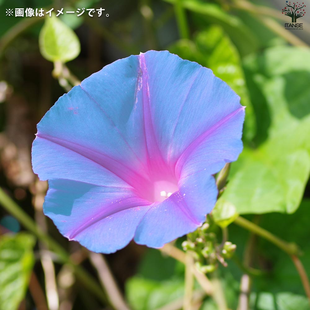 琉球朝顔 (リュウキュウアサガオ)【花苗 3.5号苗】｜ 【植物の