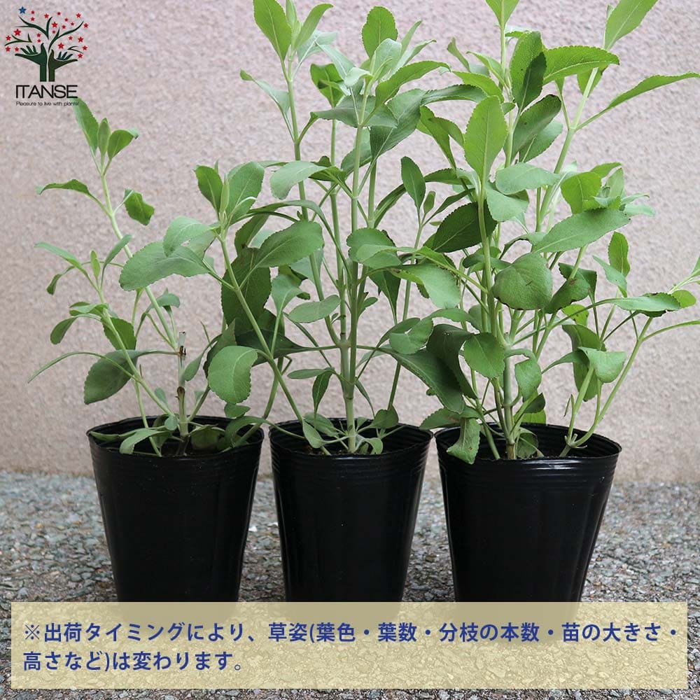 ホワイトセージの苗 【ハーブの苗 4号ポット大苗】｜ 【植物の