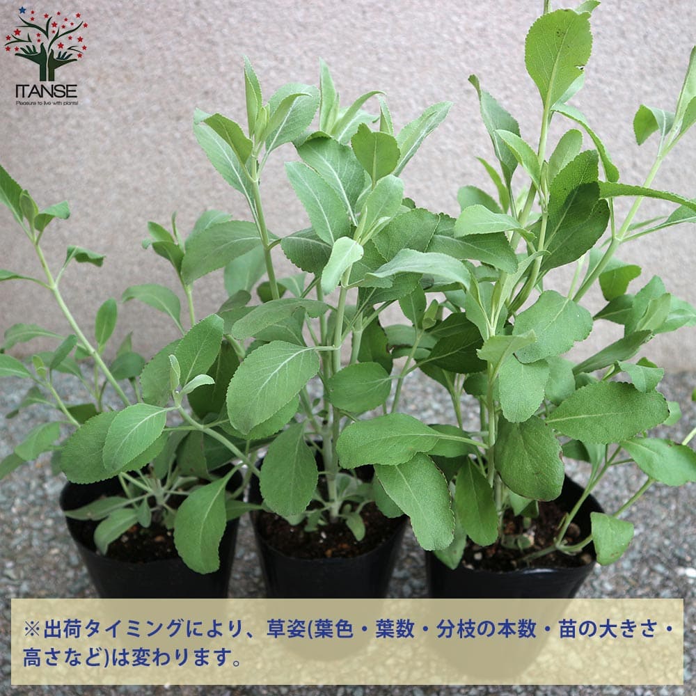 ホワイトセージの苗 【ハーブの苗 4号ポット大苗】｜ 【植物の