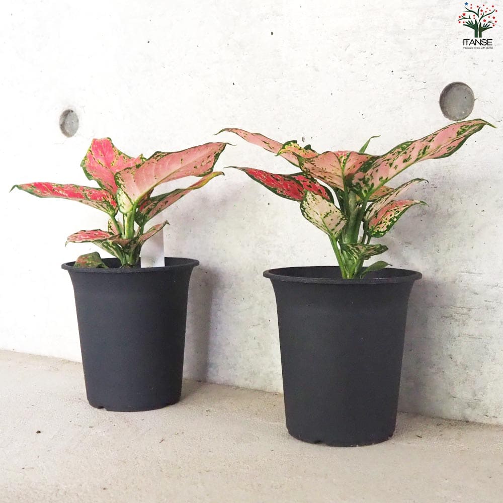 アグラオネマ専用観葉植物 Amazon｜PLANCHU 観葉植物 アグラオネマ ビューティー 5号鉢
