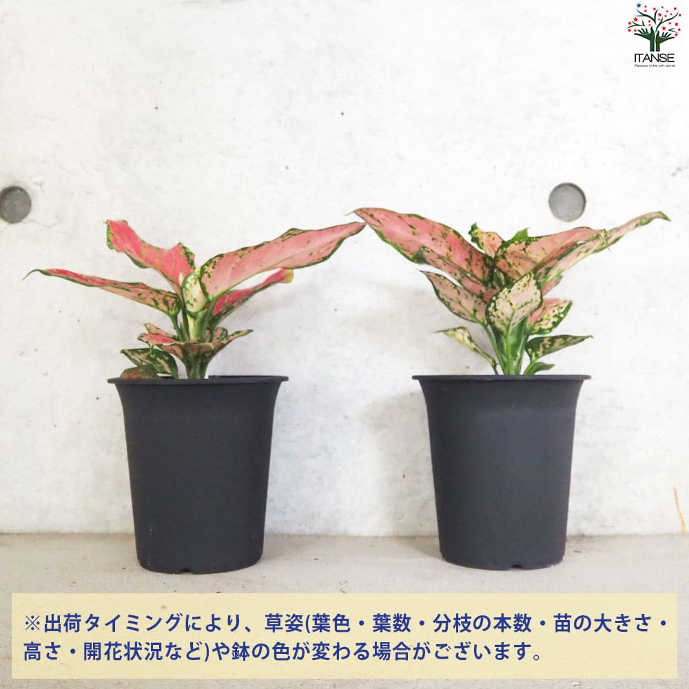 アグラオネマ ビューティ【観葉植物 4号鉢】｜ 【植物のITANSE