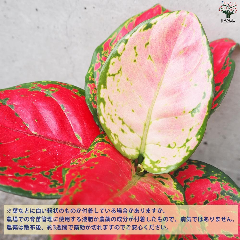 アグラオネマ ビューティ【観葉植物 4号鉢】