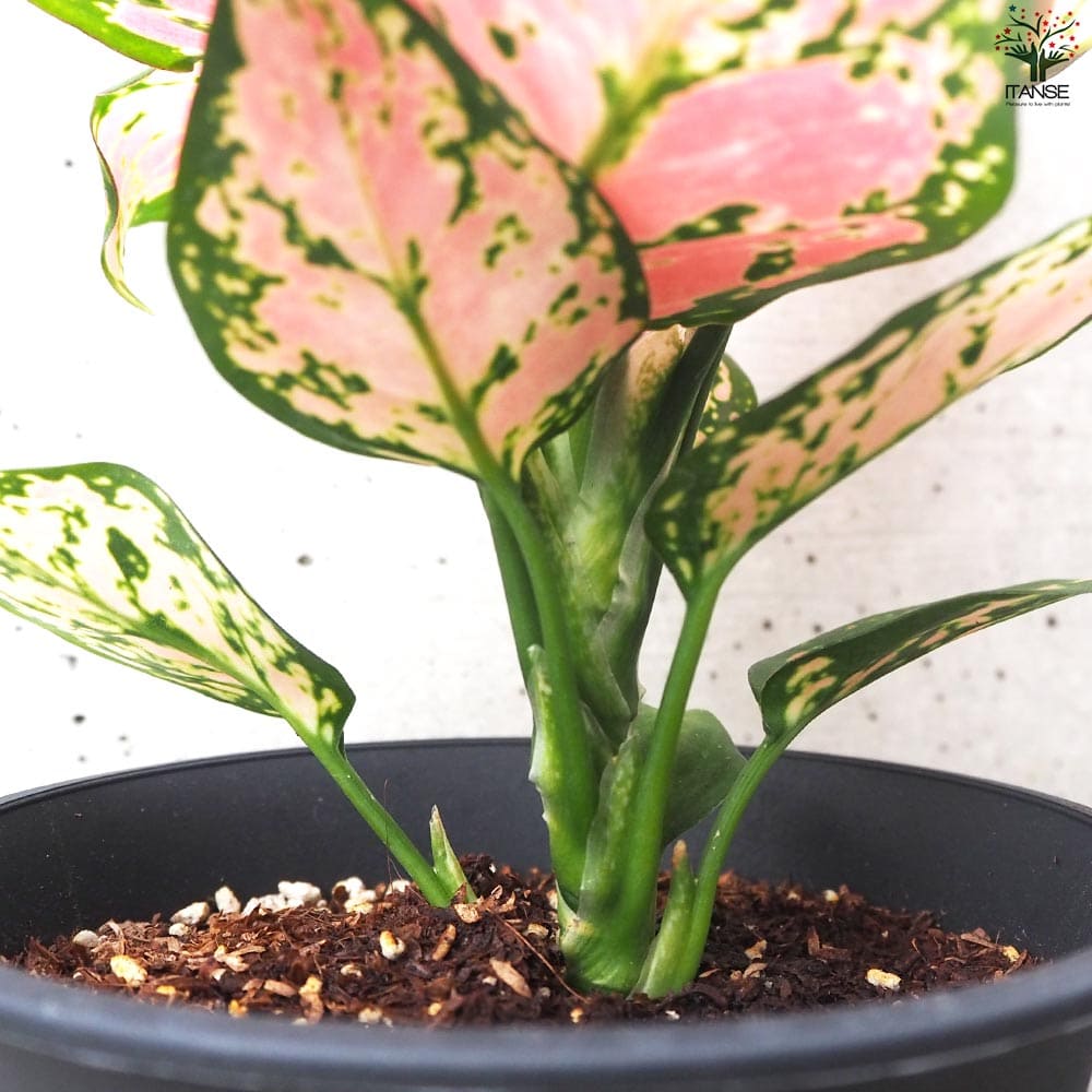 アグラオネマ ビューティ【観葉植物 4号鉢】｜ 【植物の
