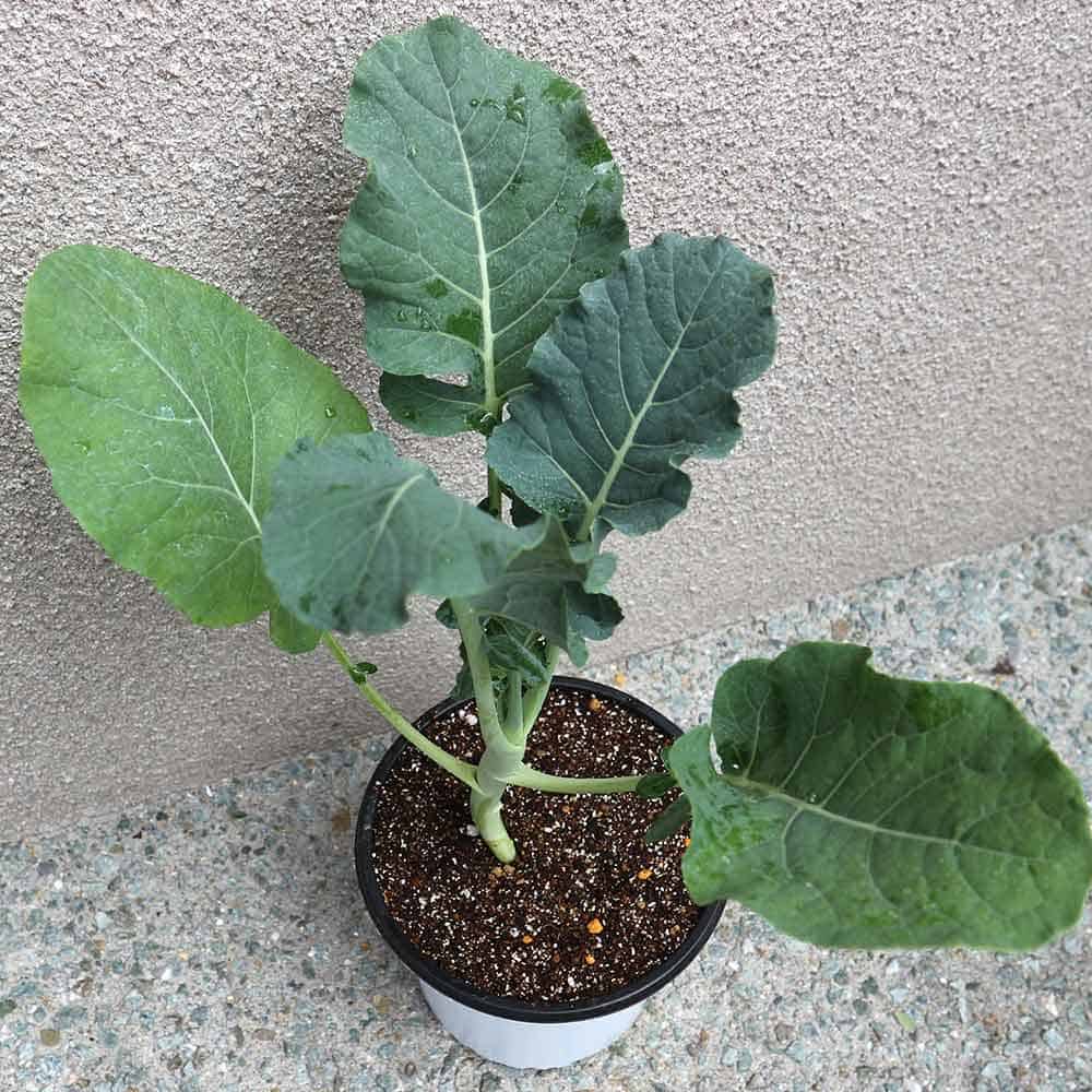 ブロッコリーの苗 極甘スイーツブロッコリー【野菜の苗 15cmポット売り 