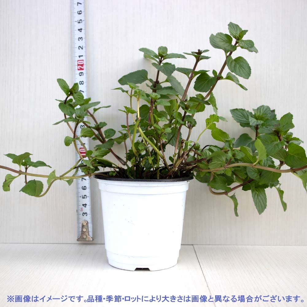 アフターエイトミント 10.5cm2個～【おうちで簡単！育てやすい10.5cmポットハーブ苗シリーズ！】