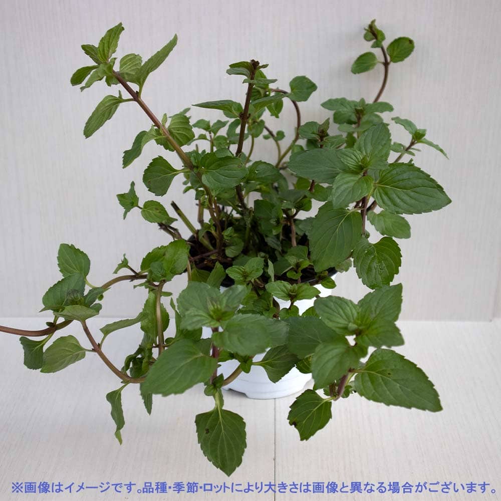 アフターエイトミント 10.5cm2個～【おうちで簡単！育てやすい10.5cmポットハーブ苗シリーズ！】