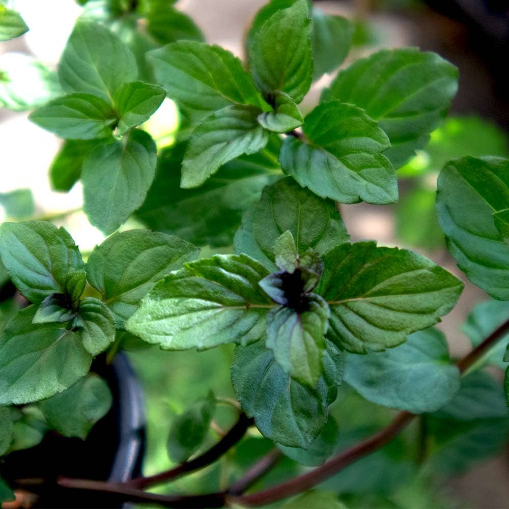 アフターエイトミント 10.5cm2個～【おうちで簡単！育てやすい10.5cmポットハーブ苗シリーズ！】