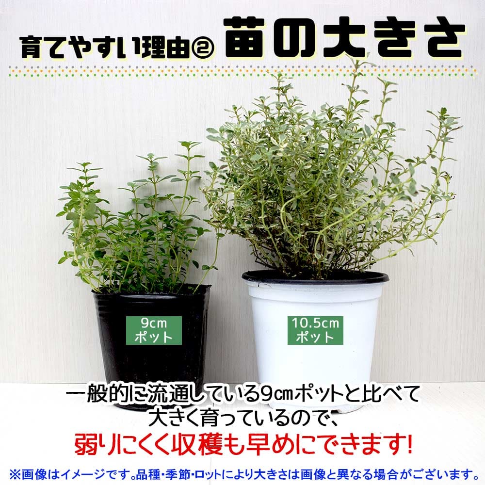 アフターエイトミント 10.5cm2個～【おうちで簡単！育てやすい10.5cmポットハーブ苗シリーズ！】