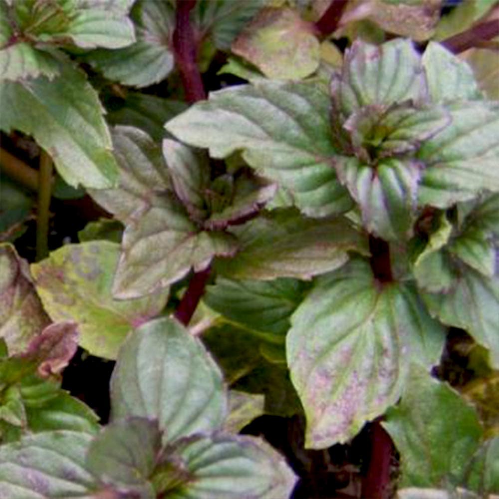 アフターエイトミント 10.5cm2個～【おうちで簡単！育てやすい10.5cmポットハーブ苗シリーズ！】