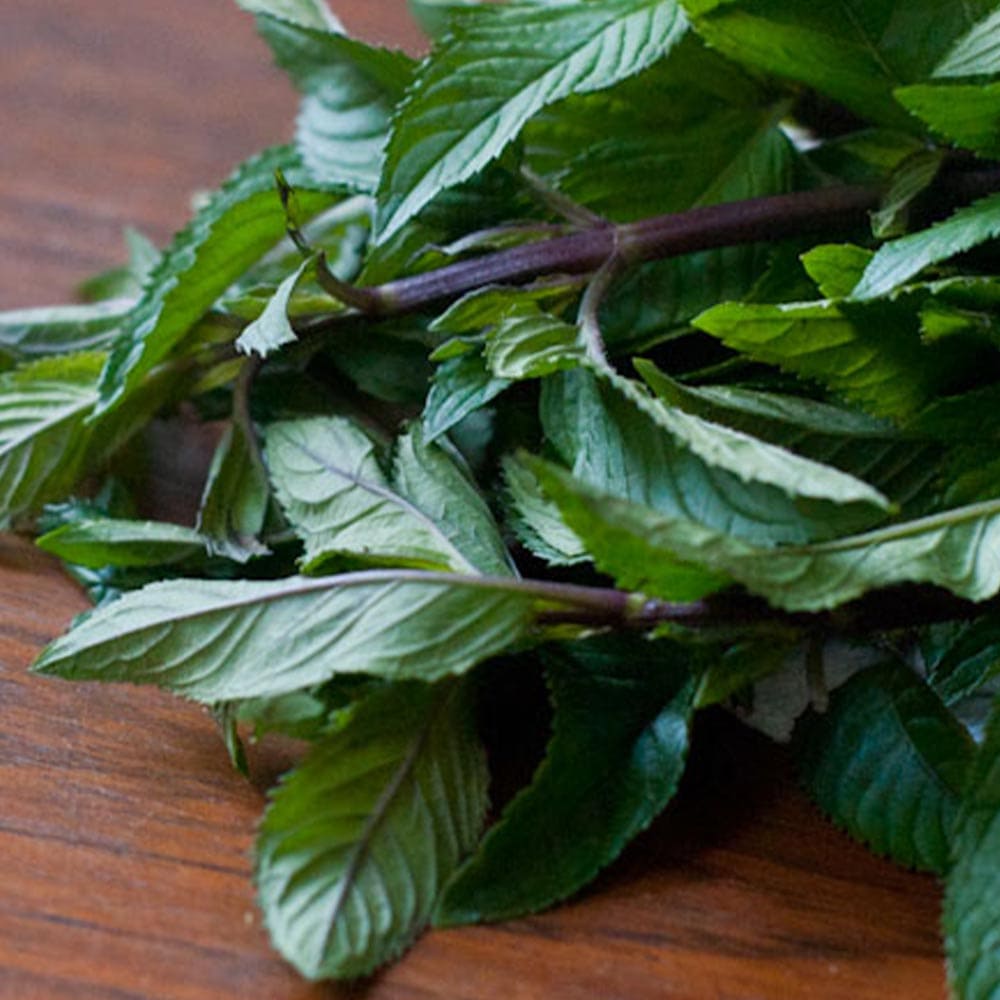 アフターエイトミント 10.5cm2個～【おうちで簡単！育てやすい10.5cmポットハーブ苗シリーズ！】