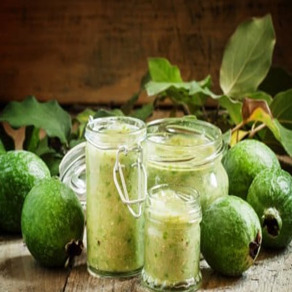 フェイジョア トライアンフ:花も美しい庭園向き果樹 18cmポット:樹高約