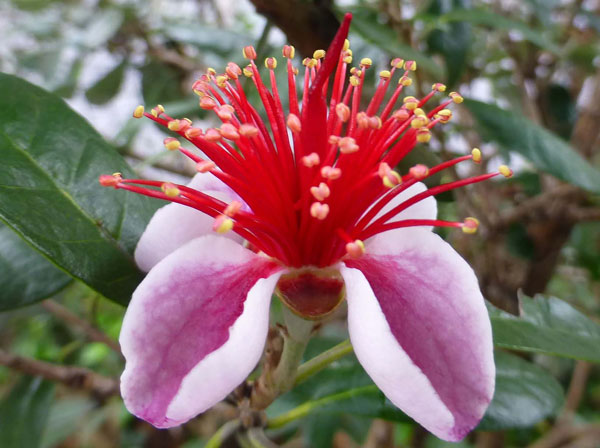フェイジョア トライアンフ:花も美しい庭園向き果樹 18cmポット:樹高約