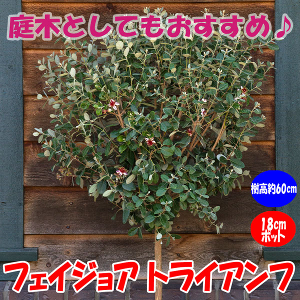 フェイジョア人気品種トライアンフ10号鉢高さ2.0m超大株 楽天市場】【現品発送】フェイジョア(トライアンフ)実のなる特大