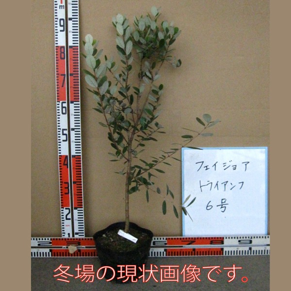 ITANSE良品セレクト通販 ITANSE良品セレクト通販