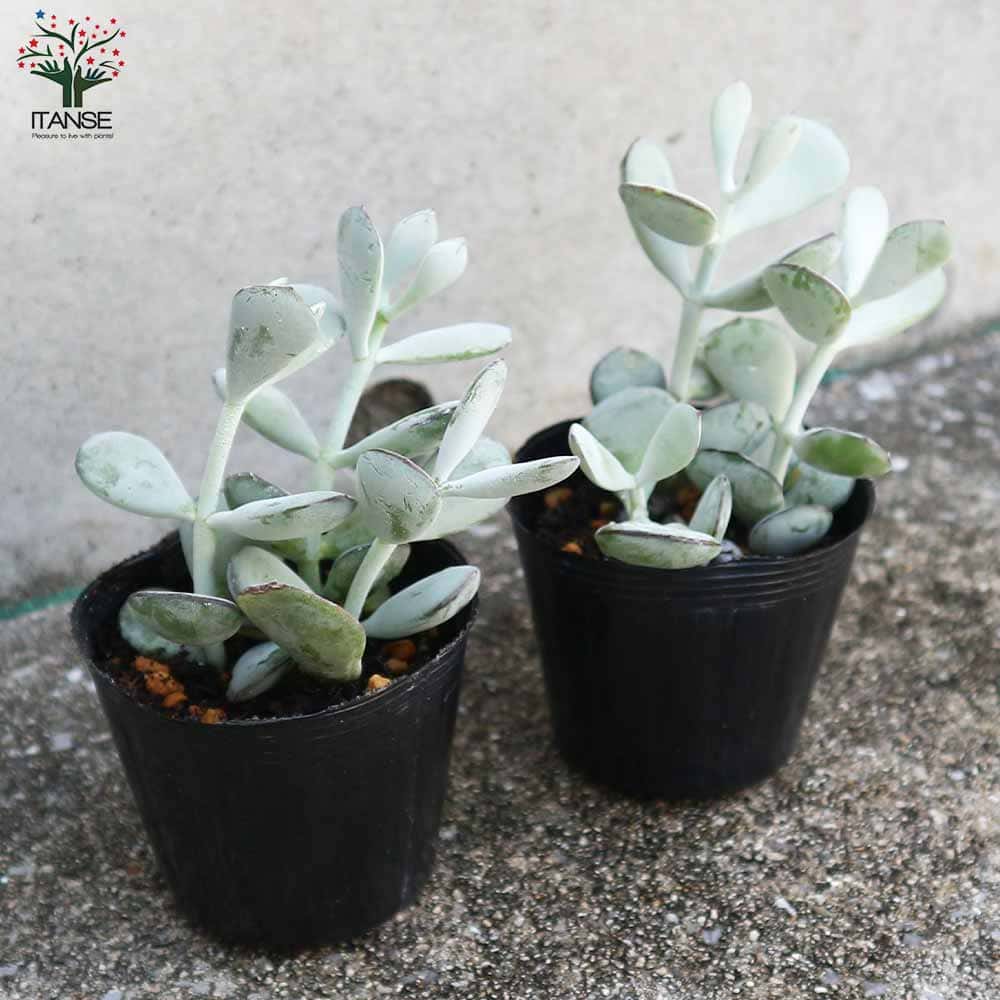 福娘【多肉植物 2.5号ポット】｜ 【植物のITANSE】全品送料無料