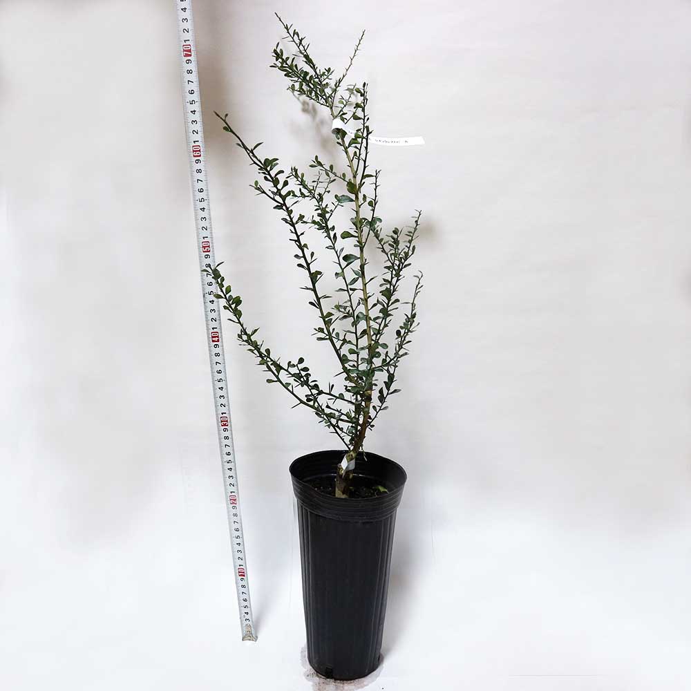 フィンガーライム レインフォレストパールの大苗(品種物 数量