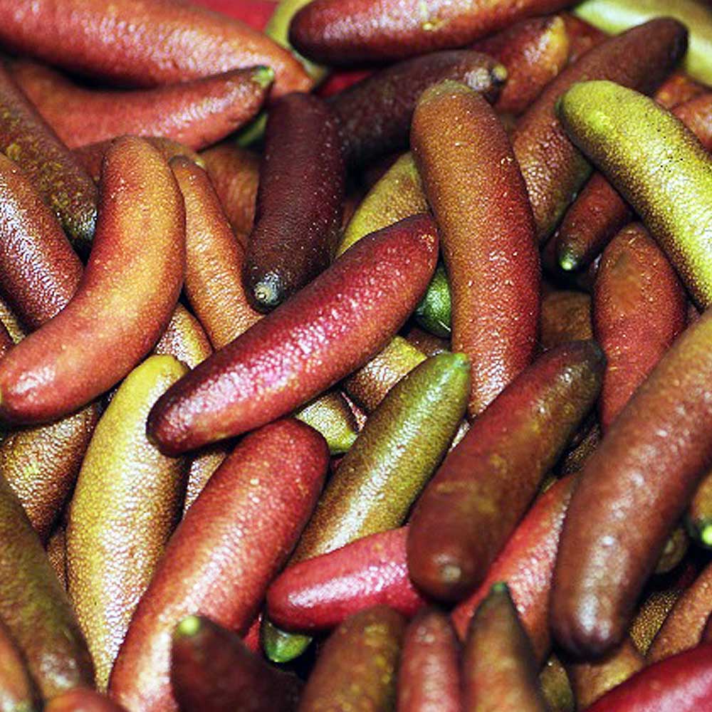 フィンガーライム レインフォレストパールの大苗(品種物 数量限定