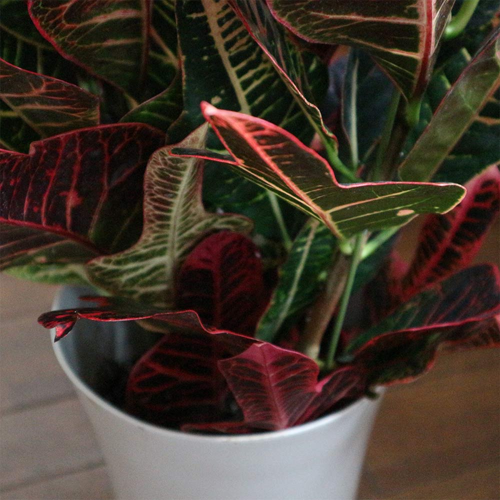 クロトン エクセレント【中型 観葉植物 7号鉢／1個】｜ 【植物の