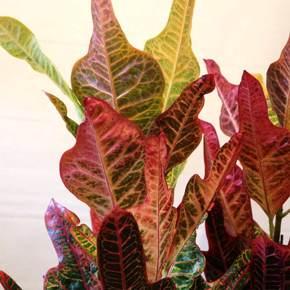 クロトン エクセレント【中型 観葉植物 7号鉢／1個】｜ 【植物の