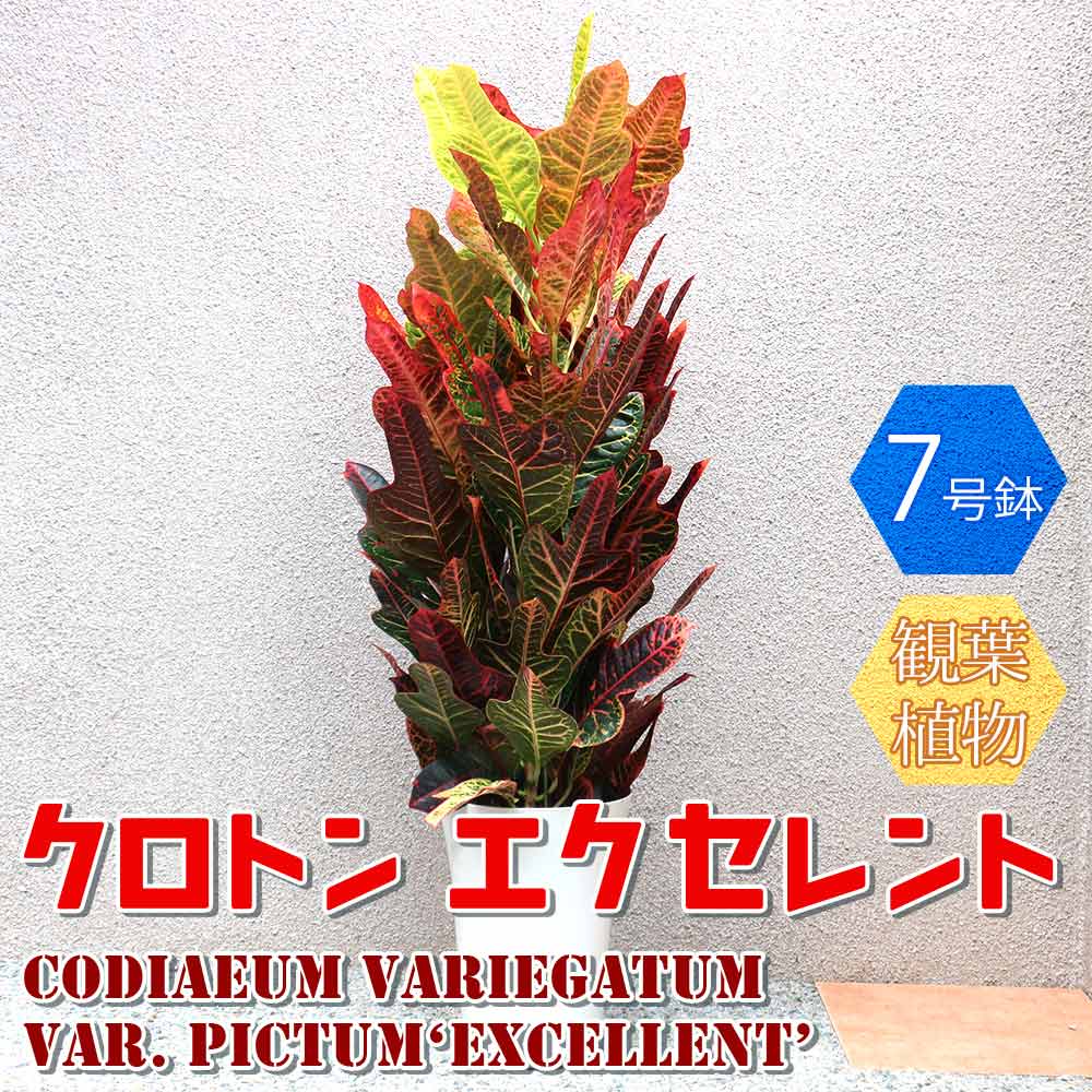 クロトン エクセレント【中型 観葉植物 7号鉢／1個】