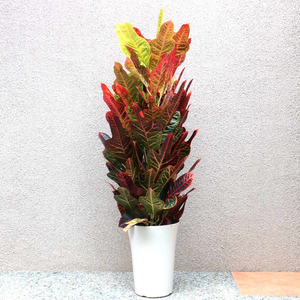 クロトン エクセレント【中型 観葉植物 7号鉢／1個】
