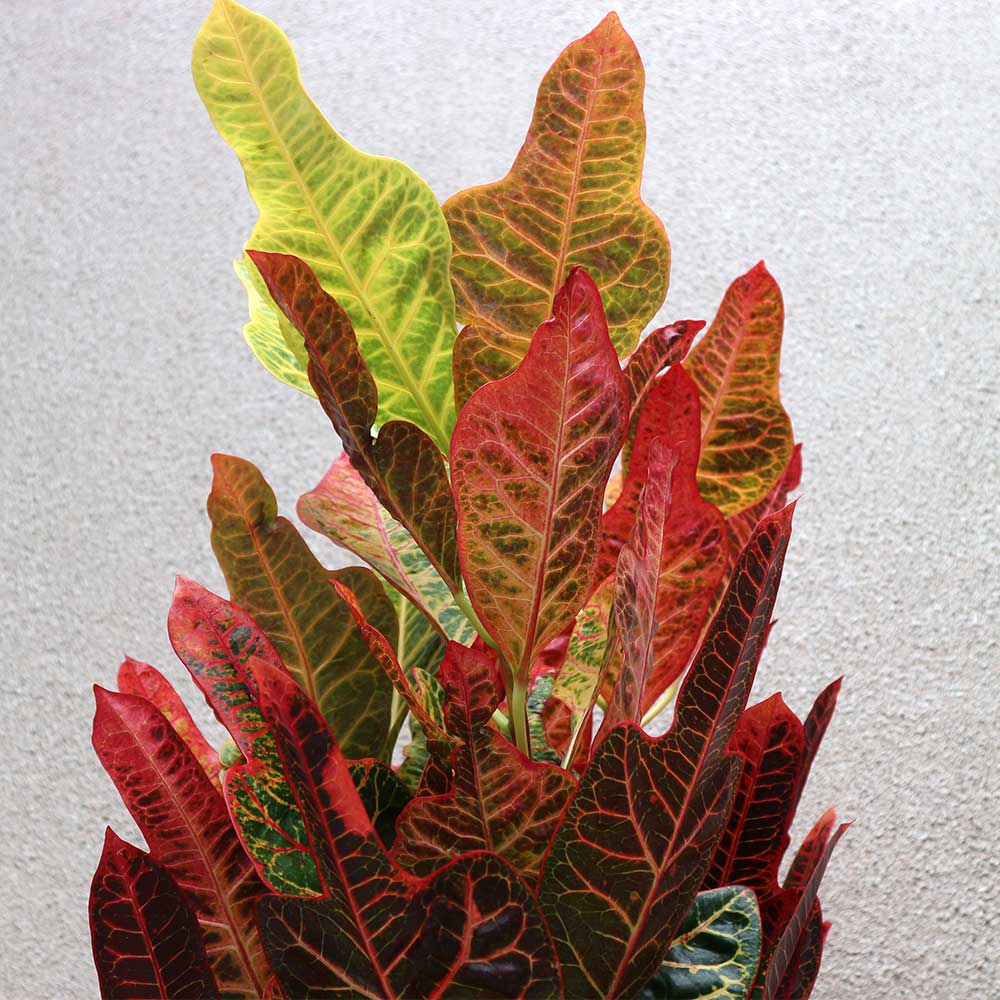 クロトン エクセレント【中型 観葉植物 7号鉢／1個】｜ 【植物の