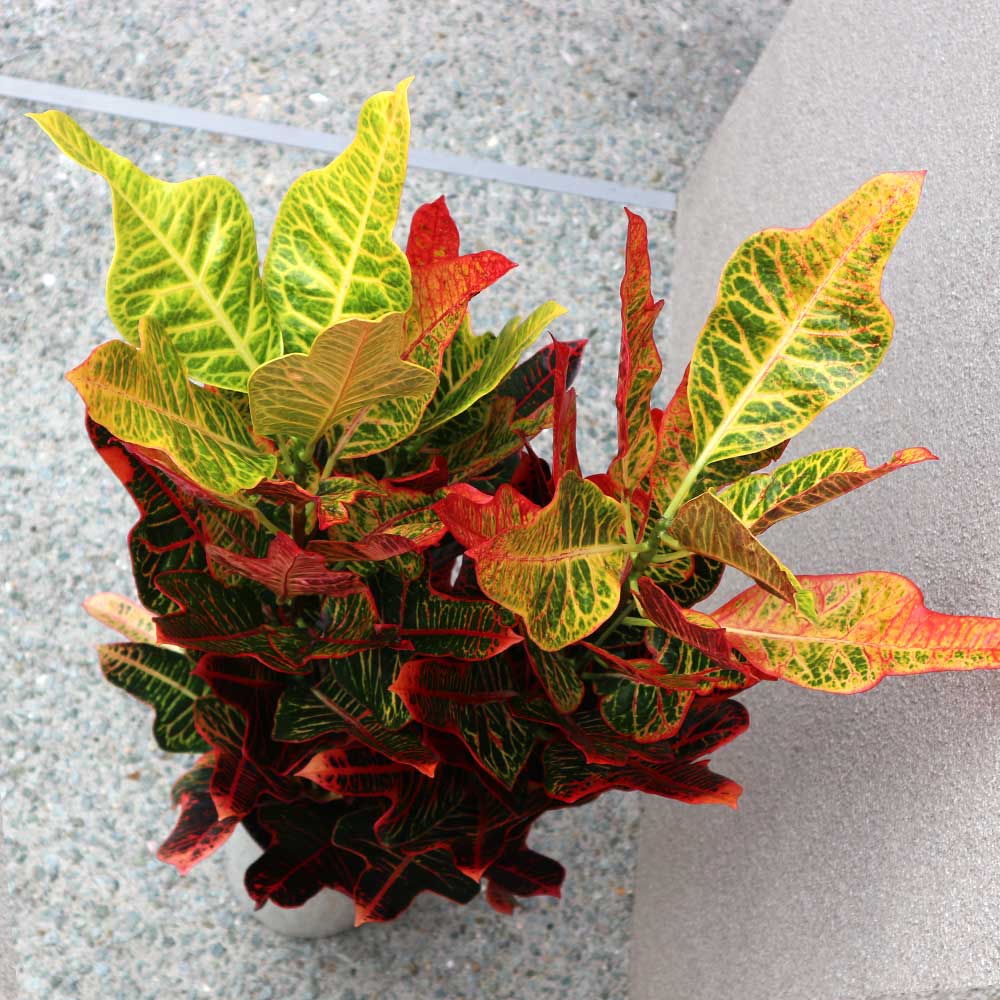 クロトン エクセレント【中型 観葉植物 7号鉢／1個】｜ 【植物の