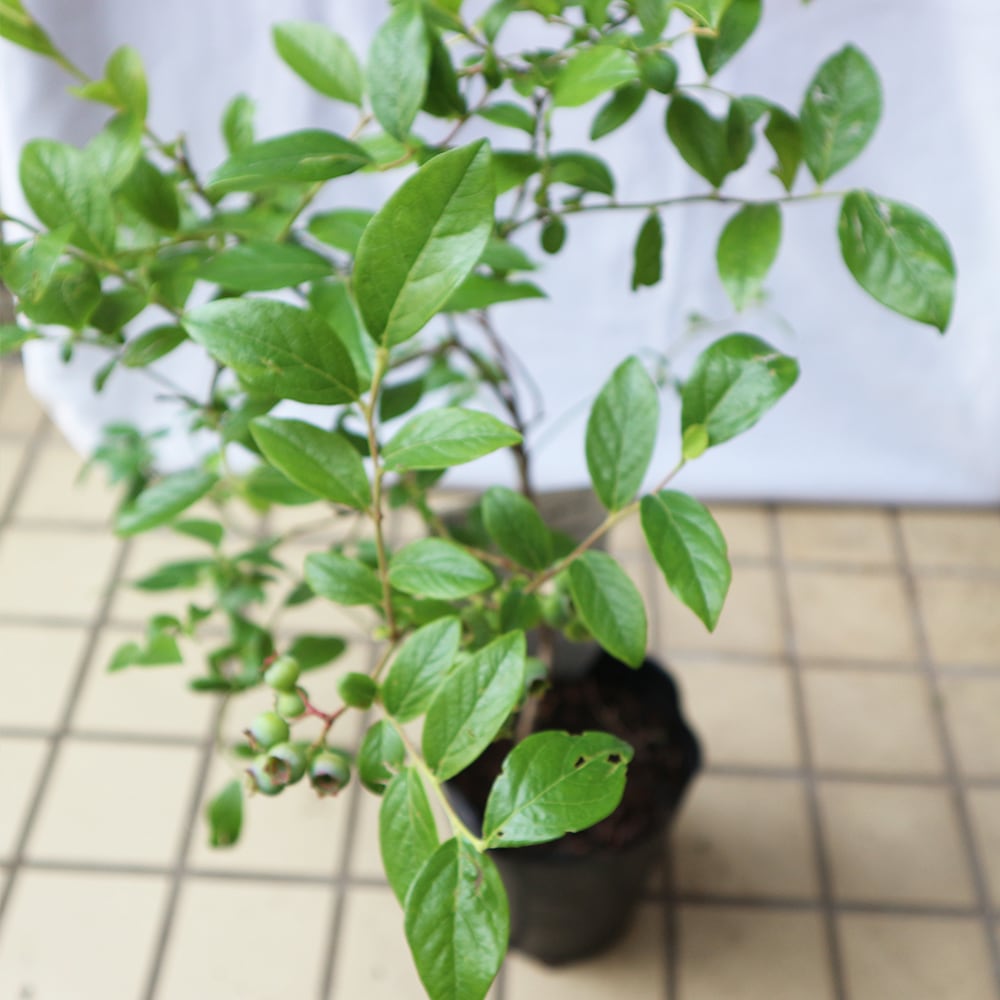 大実サザンハイブッシュ系ブルーベリー サザンオニール【果樹苗 挿し木