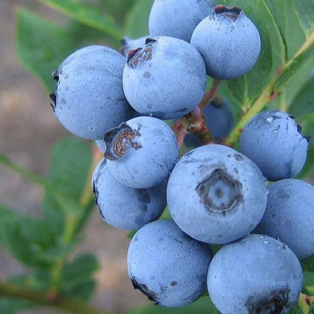 大実サザンハイブッシュ系ブルーベリー サザンオニール【果樹苗 挿し木