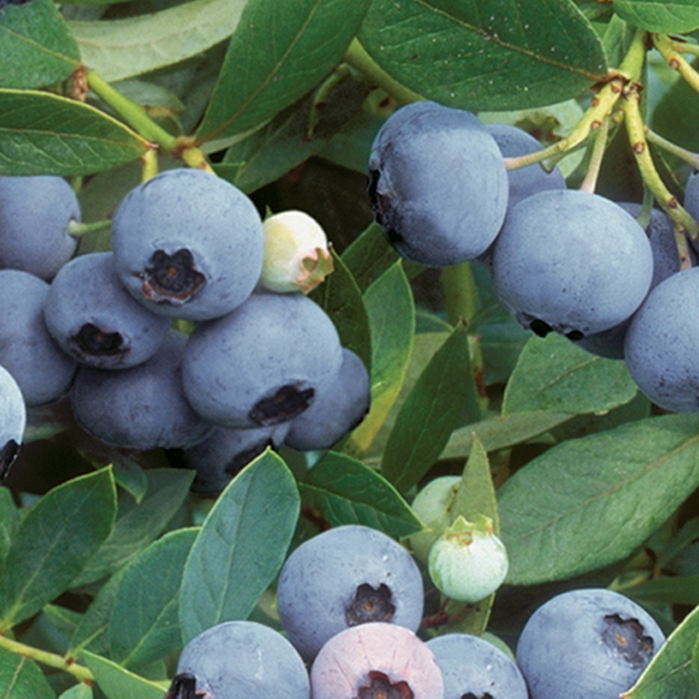 大実サザンハイブッシュ系ブルーベリー サザンオニール【果樹苗 挿し木