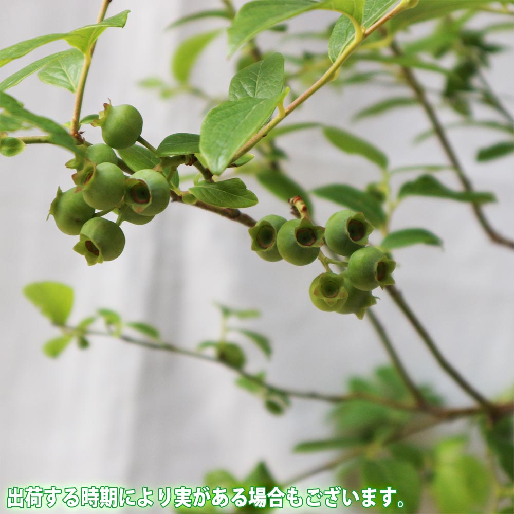 ブルーベリー苗　オニール サザンハイブッシュ系　接木大苗　8号鉢 大実サザンハイブッシュ系ブルーベリー サザンオニール【果樹苗