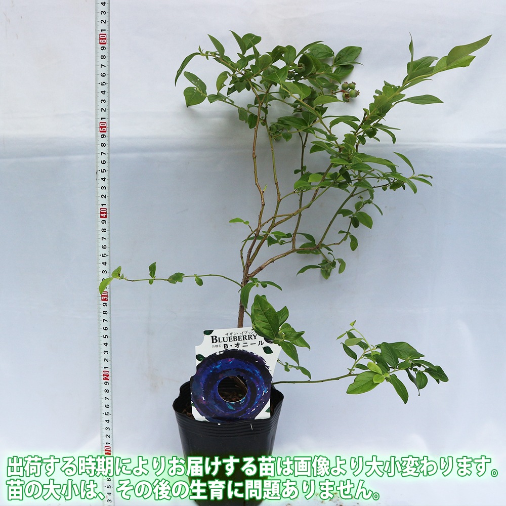 大実サザンハイブッシュ系ブルーベリー サザンオニール【果樹苗 挿し木