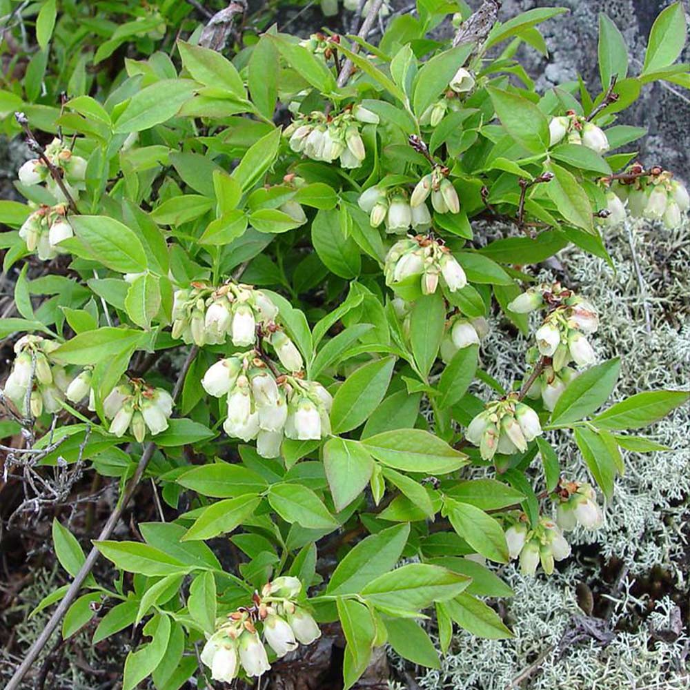 大実サザンハイブッシュ系ブルーベリー サザンオニール【果樹苗 3年生 挿し木苗15cmポット大苗/1個】