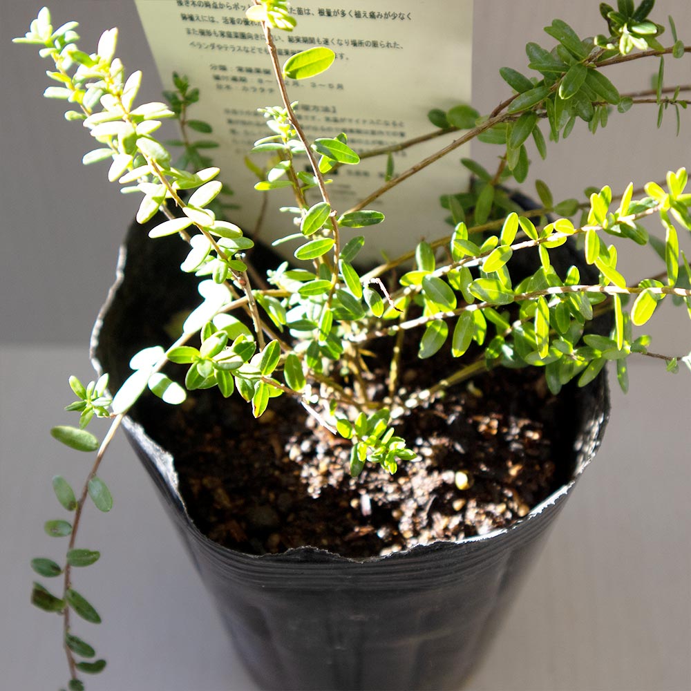 クランベリー　抜き苗　現品 クランベリーの苗を販売【花育通販】果樹苗の専門店