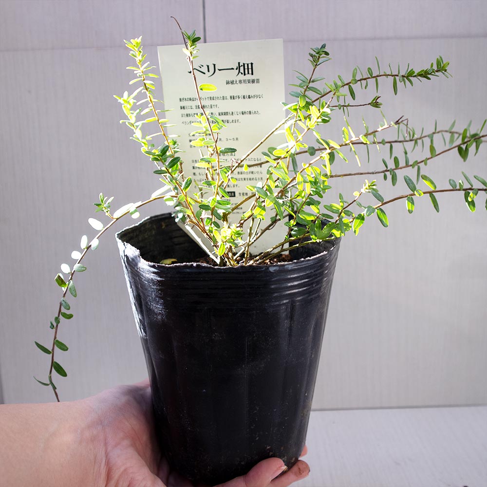 クランベリーの苗木【果樹苗 2年生 挿木苗12cmポット/1個】| 【植物 クランベリーの苗木【果樹苗 2年生 挿木苗12cmポット/1個】| 【植物