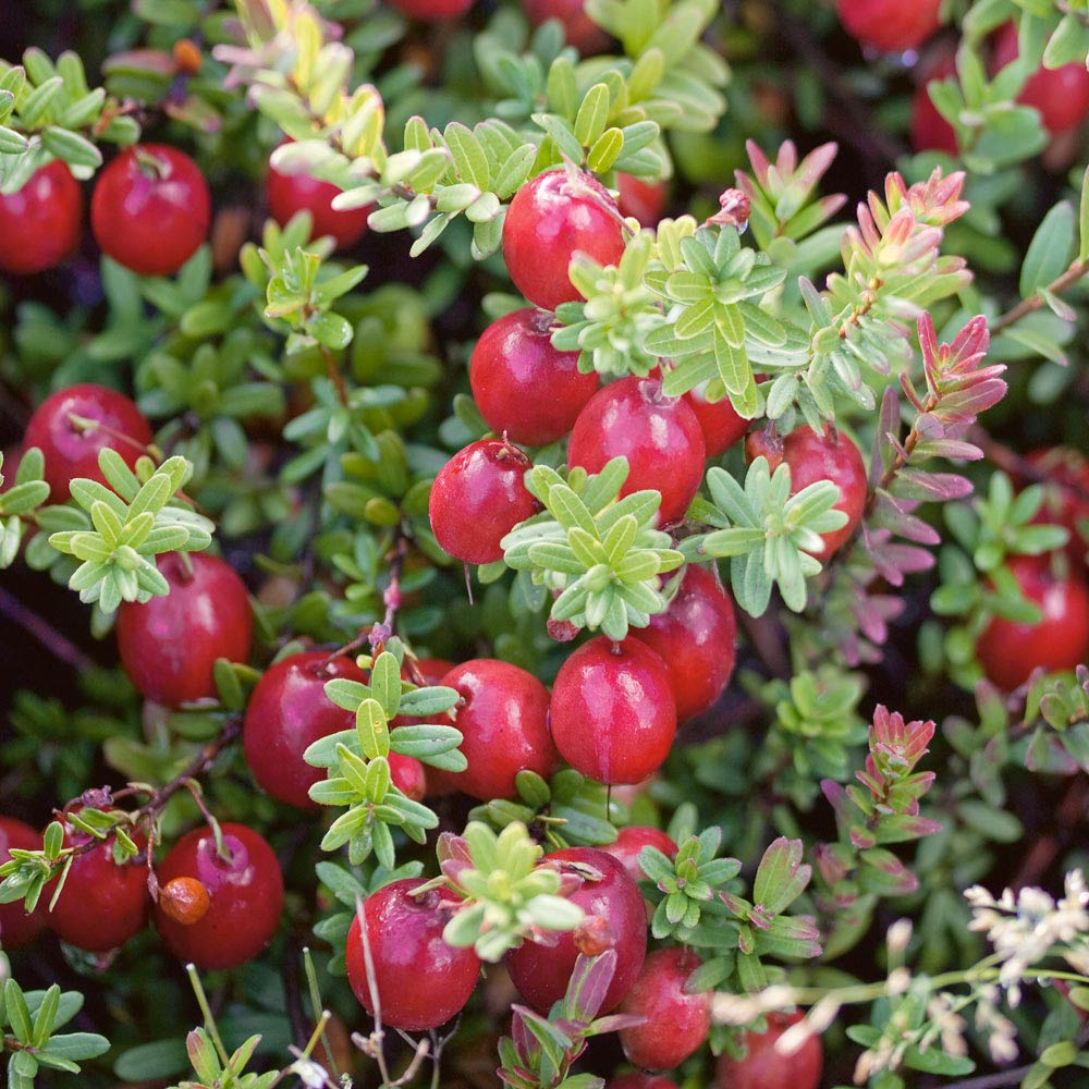 Itanse良品ｾﾚｸﾄ通販