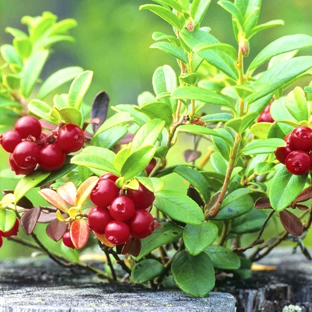 クランベリーの苗木【果樹苗 2年生 挿木苗12cmポット／1個