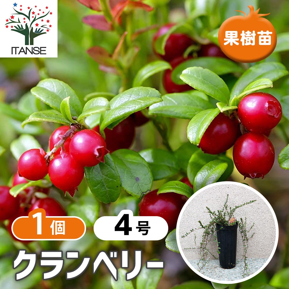 クランベリーの苗木【果樹苗 2年生 12cmポット／1個】｜ 【植物の