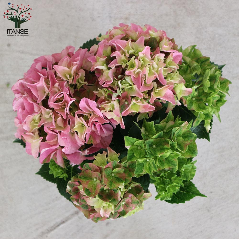 アジサイ レディマタハリピンク 【花木苗 4号】｜ 【植物の