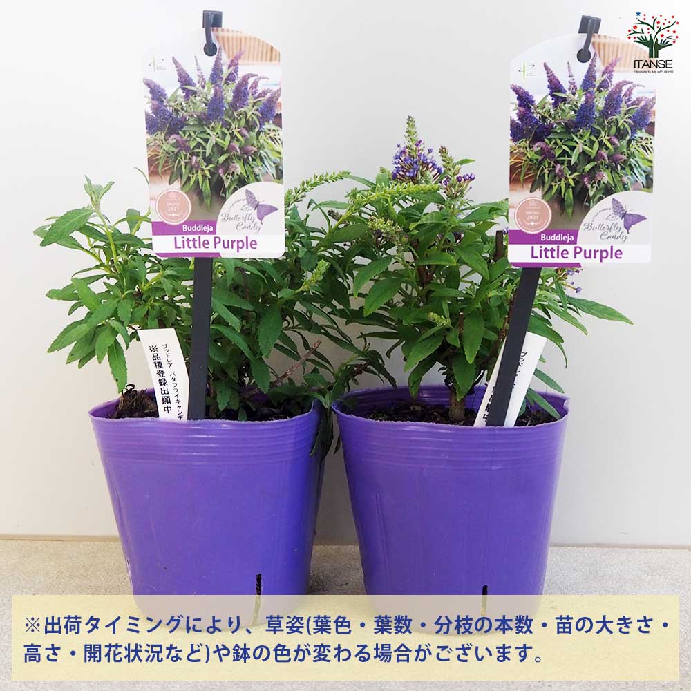 ブッドレア バタフライキャンディー リトルパープル 【花木苗 4号