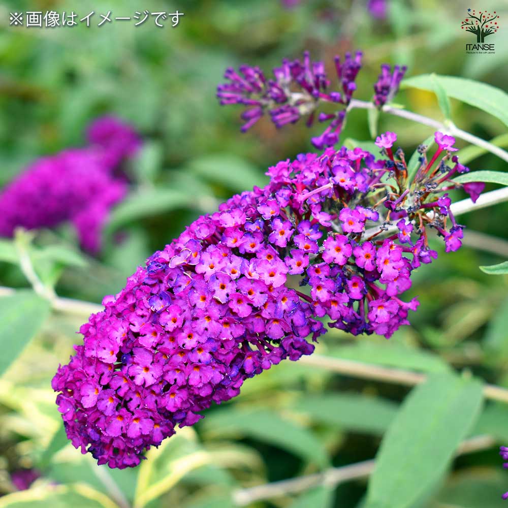 ブッドレア バタフライキャンディー リトルパープル 【花木苗 4号