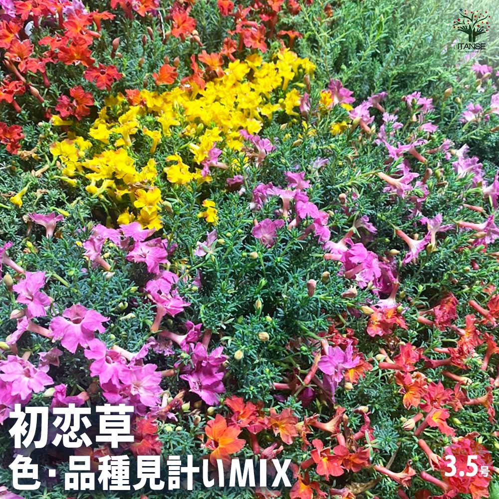 初恋草 色・品種見計いミックス 【花木苗 3.5号】｜ 【植物の