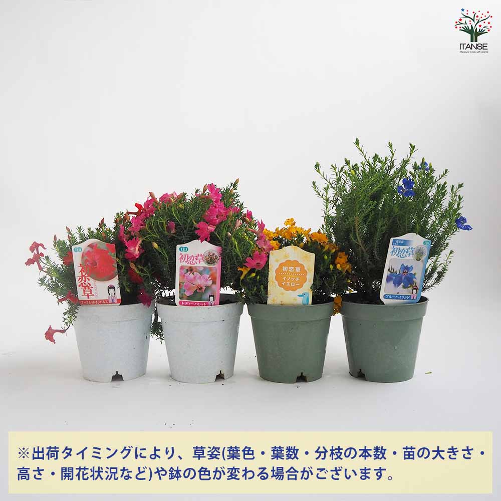 初恋草 色・品種見計いミックス 【花木苗 3.5号】｜ 【植物の