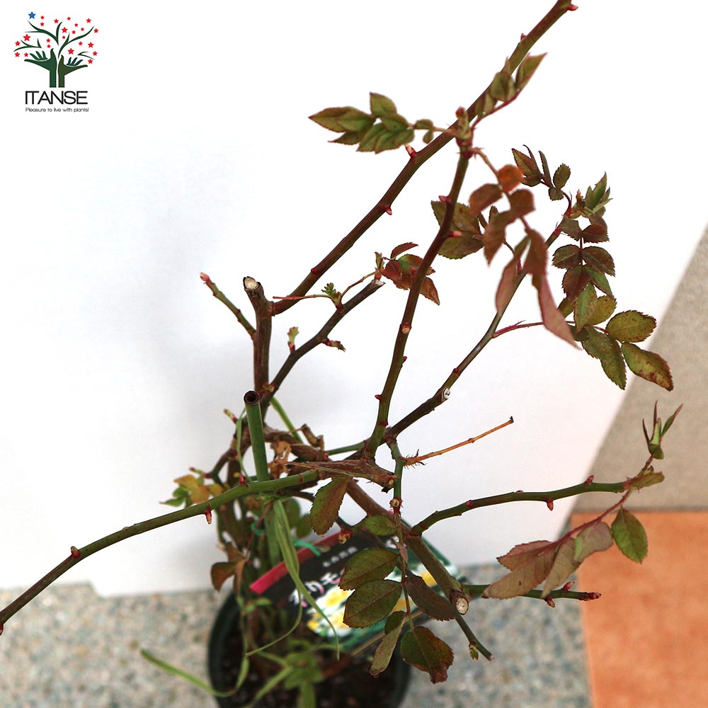 Itanse良品ｾﾚｸﾄ通販