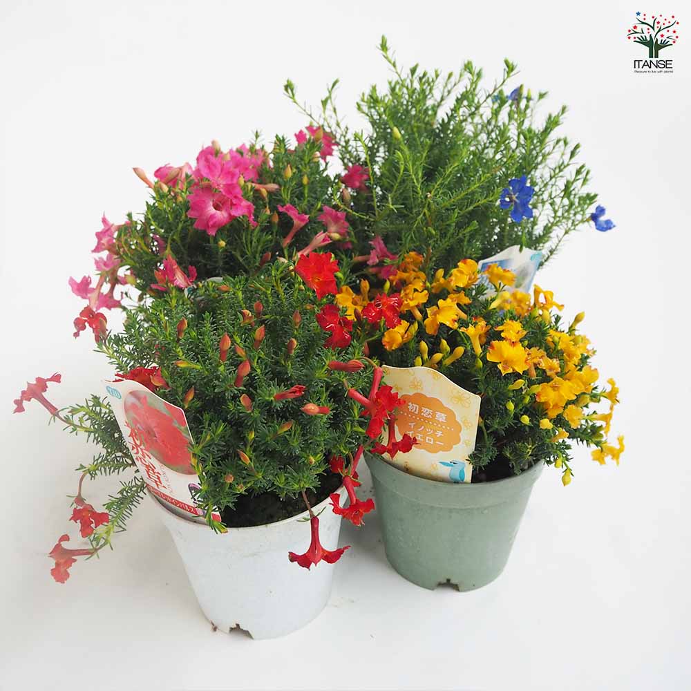 初恋草 色・品種見計いミックス 【花木苗 3.5号】｜ 【植物の